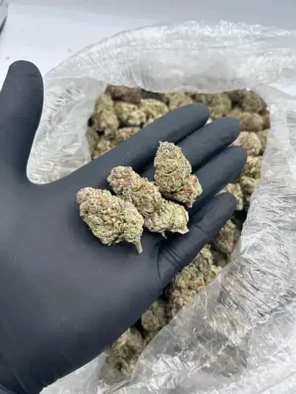 Green Slime THCa Flower – Sativa Premium (30.62%)