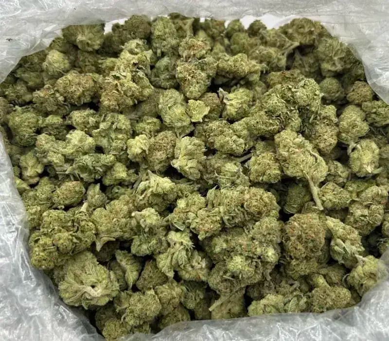 Alien OG THCa Flower Premium Hybrid (33.36%) imagen 4