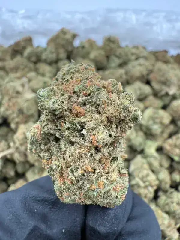 Durban Poison THCa Flower – Sativa Clásica (28%) imagen 2