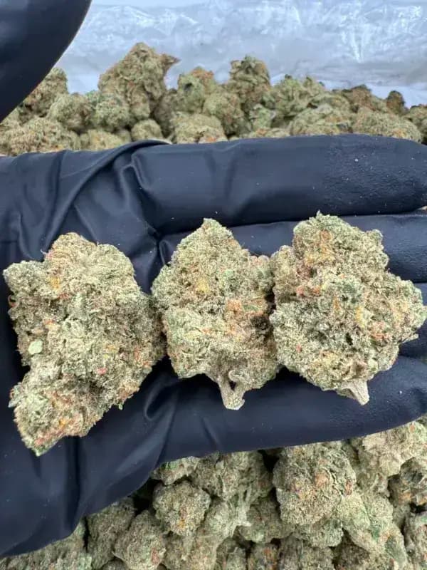 Durban Poison THCa Flower – Sativa Clásica (28%)