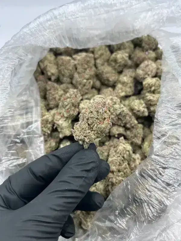 Green Slime THCa Flower – Sativa Premium (30.62%) imagen 2