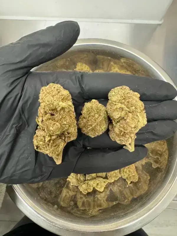 Purple Slime THCa Flower – Indica Premium (31.18%) imagen 5