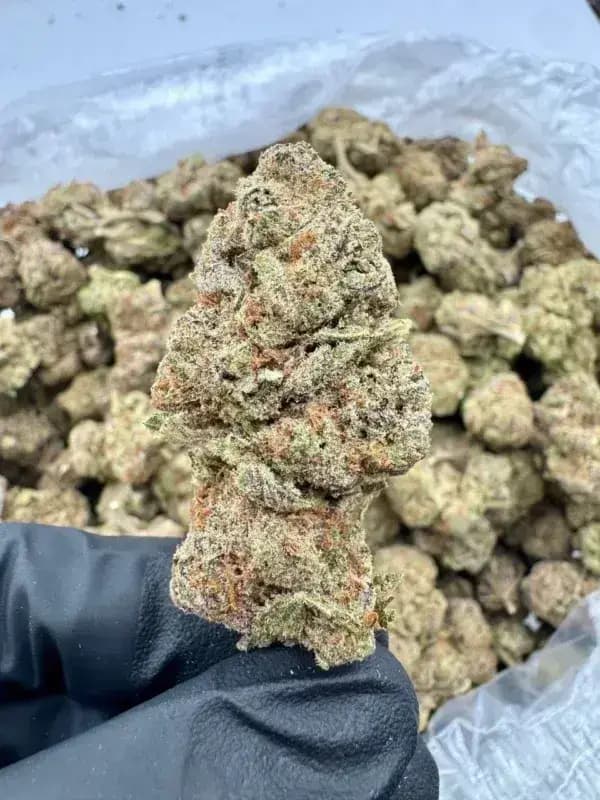 Purple Slime THCa Flower – Indica Premium (31.18%) imagen 3