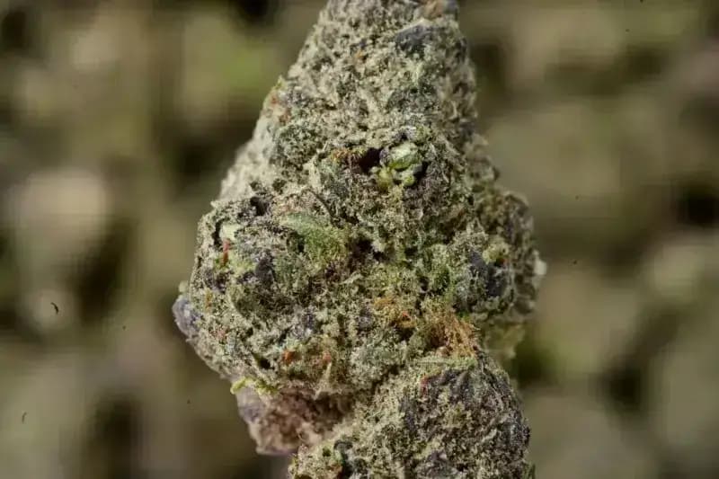 Purple Ice THCa Flower  Sativa Premium (27.03%)