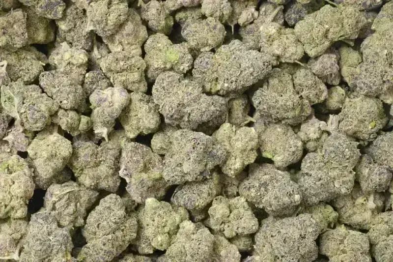 Purple Ice THCa Flower  Sativa Premium (27.03%) imagen 3