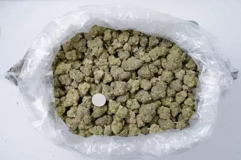 Purple Ice THCa Flower  Sativa Premium (27.03%) imagen 4