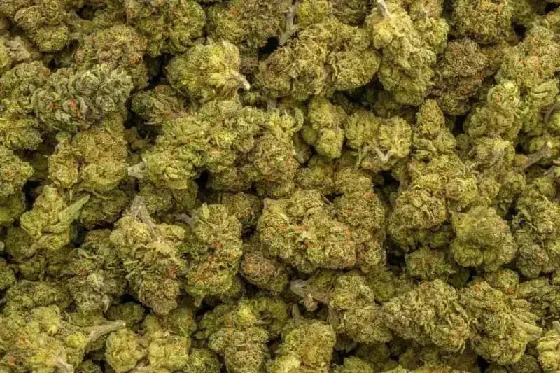 Runtz Punch (Indica 22.3%) imagen 2