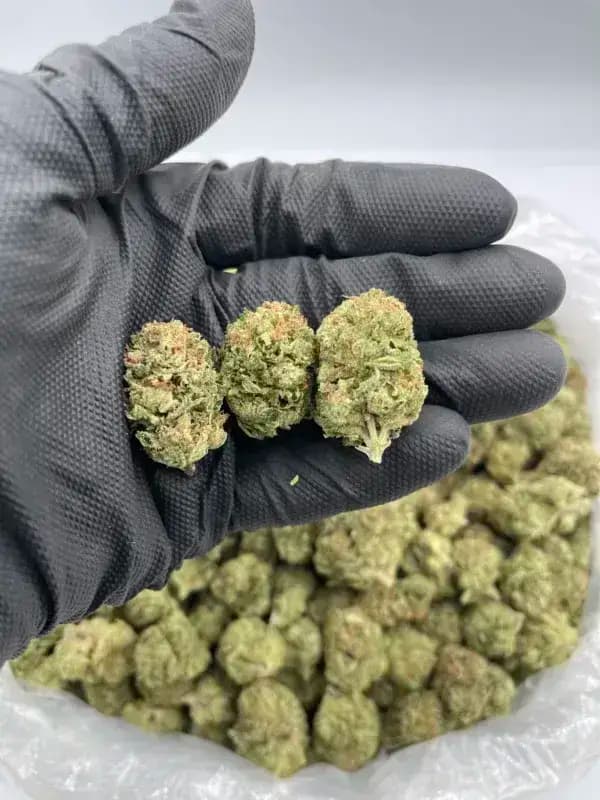 Sour Diesel THCa Flower – Sativa clásica (31.44%) imagen 4