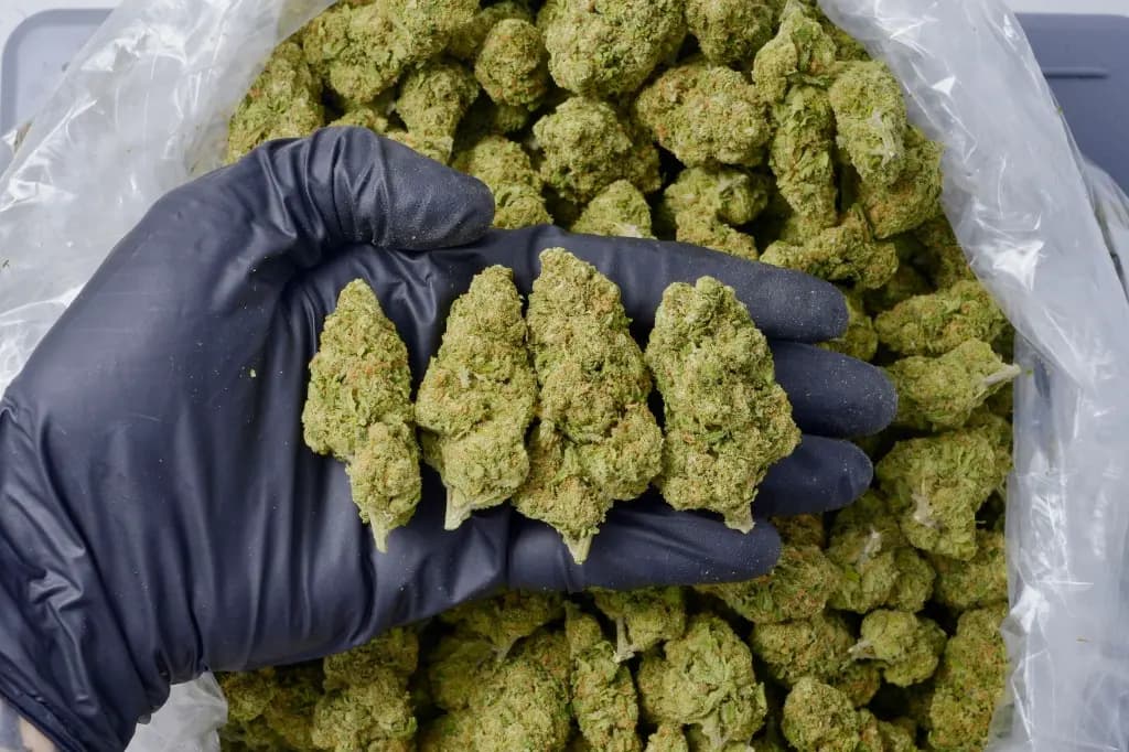 Jack Herer THCa Flower (Premium) image 3