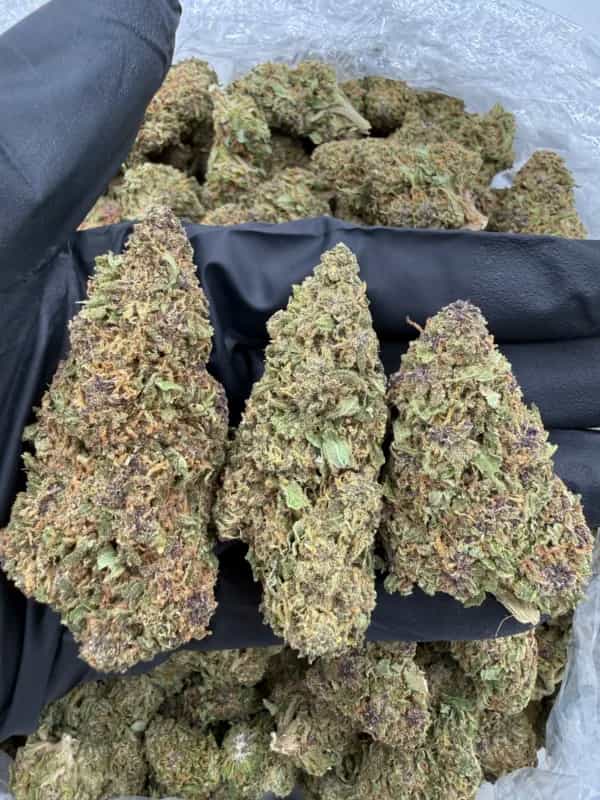 Blackberry THCa Flower – Premium Indica (33.21%)