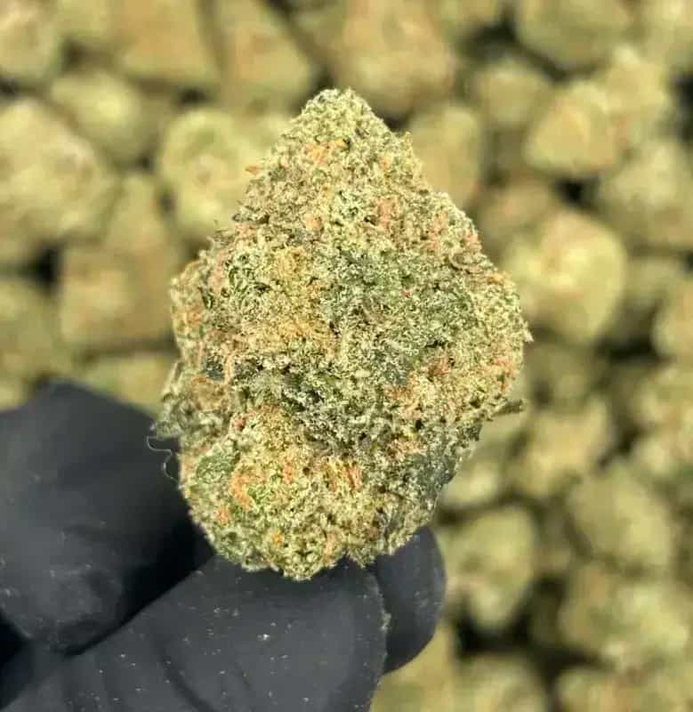 Blue Skittles THCa Flower – Premium Indica (26.70%)