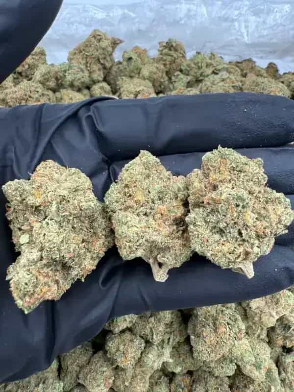Durban Poison THCa Flower – Classic Sativa (28%)