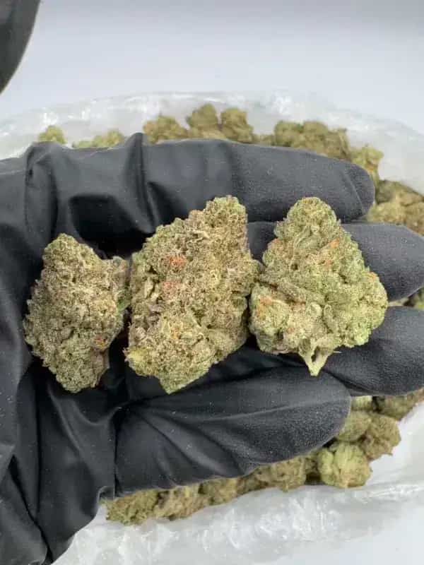 Ice Cream Cake THCa Flower Híbrido de Dominancia Indica (28.04%)