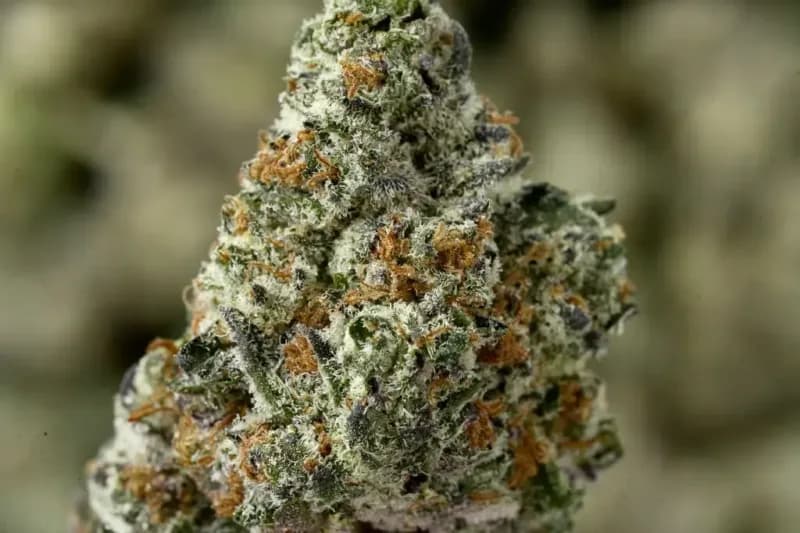 Peanut Butter Gelato THCa Flower – Indica (24.63%)