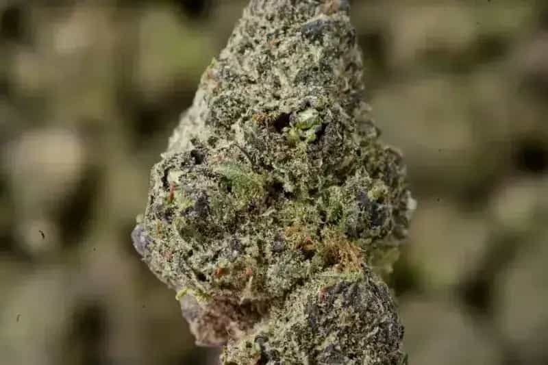 Purple Ice THCa Flower Premium Sativa (27.03%)