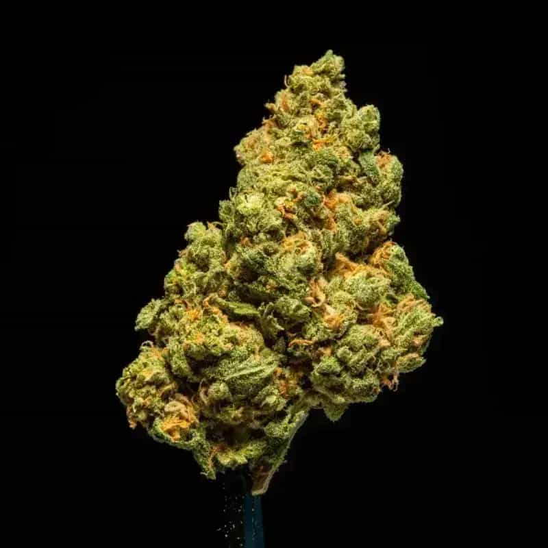Flor de THCa Super Lemon Haze (Interior | Sativa | 27.86%)