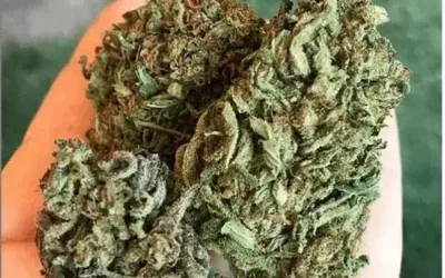 CBD Oil: What Can it Do?