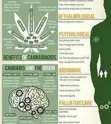 CBD: To buzz or not to buzz?