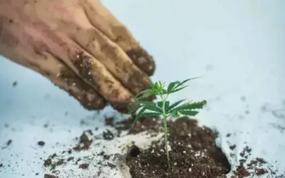 See How We Grow: Our Process from Seed to Shelf