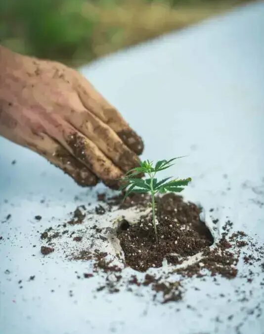 Hemp in Ground