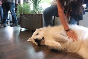 Dog Enjoying Franniversary Party Recap