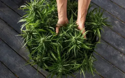 Know Your Hemp Strains: A Look at Our Cherry Wine Strain