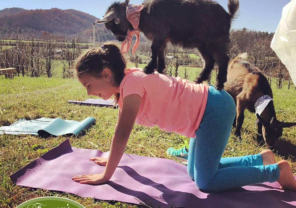 Goat Yoga on Franny’s Farm