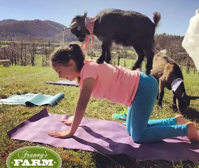Goat Yoga