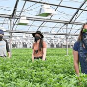  Front Range Biosciences is global researchers for hemp varieties. Front Range Biosciences is also collaborating with trials being conducted on Franny's Farm and with growers for our brand!