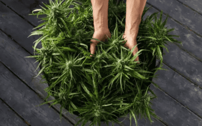 The Brief and Hazy History of 420