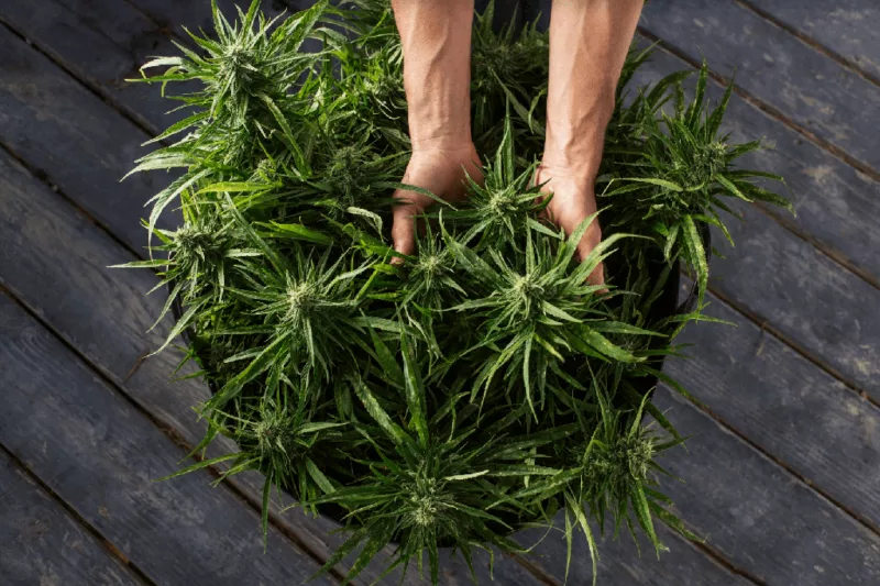 The Brief and Hazy History of 420