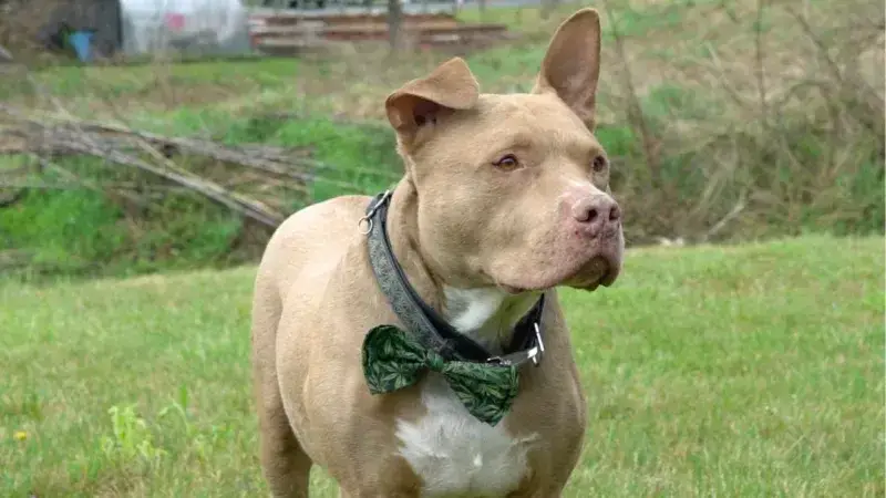 How CBD Helped My Dog