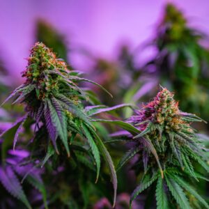 Cherry Mom Growing