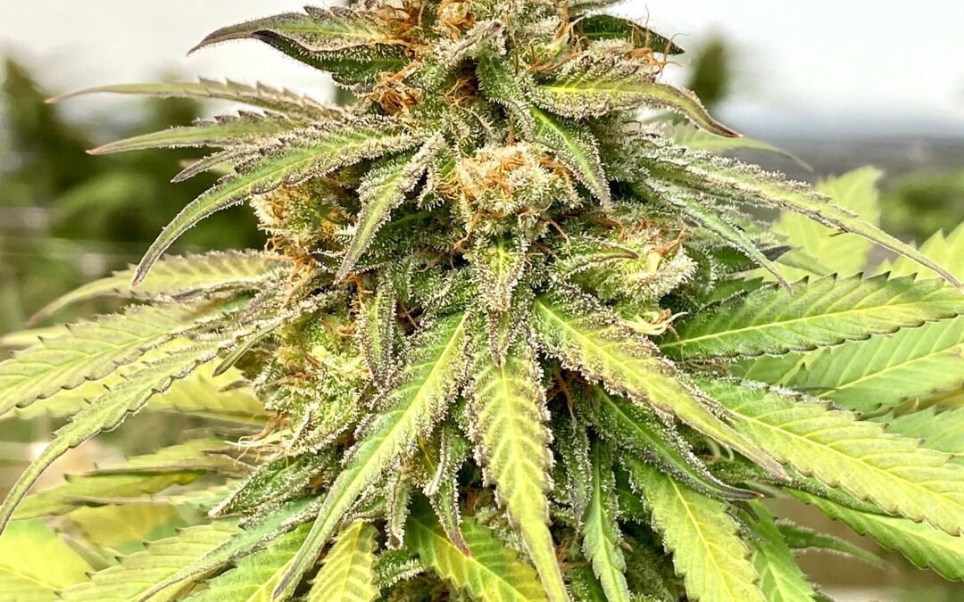 Explore The Newest Strains of THCA Hemp Flower