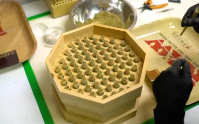 Making 76 Hemp CBD Franny’s Grammys With Buddies Bump Box
