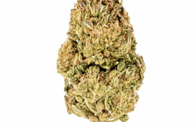 THCA Indoor Cereal Milk 3.5g (1/8) Jar Hemp Flower