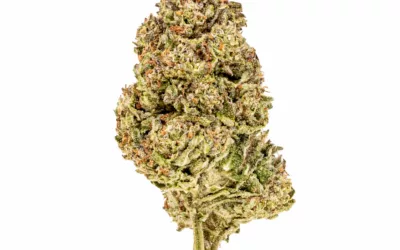 THCA Indoor LA Kush Cake 3.5g (1/8) Jar Hemp Flower