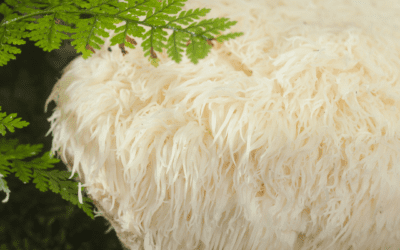 Top Benefits of Lion’s Mane: Awaken Your Cognitive Brilliance