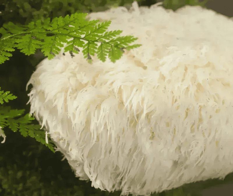 Top Benefits of Lion’s Mane: Awaken Your Cognitive Brilliance