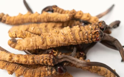 Produce Energy Naturally with Cordyceps: Inside Franny’s Vegan Multi-Mushroom Extract