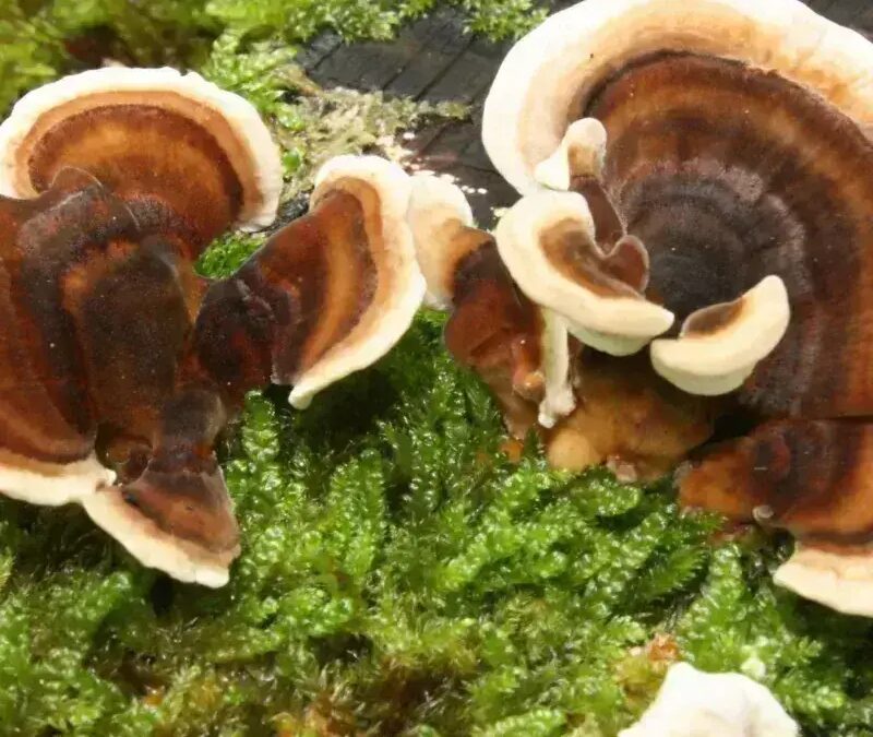 Grateful for Good Health: Unlocking the Benefits of Turkey Tail Mushrooms