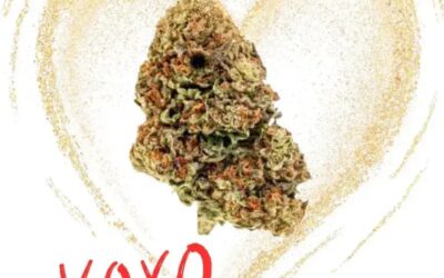 The Kind of Flowers your Valentine REALLY Wants: Franny’s Wellness Valentine’s Gift Ideas