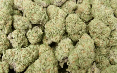 🚚 Now Shipping Nationwide: Shop Premium THCa Flower Online at Franny’s Farmacy