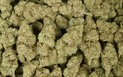 Mimosa (Hybrid 23.2%)