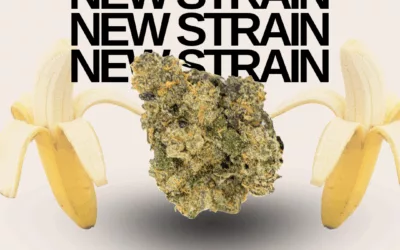 Banana Cooler (Hybrid 25.5%)