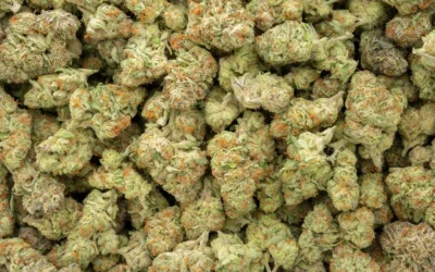 Franny’s Farmacy THCa Flower – Purple Punch (Indica, 22.7%)