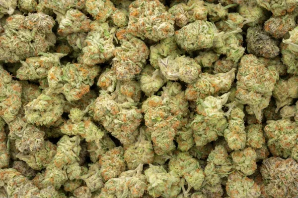 Purple Punch Indoor