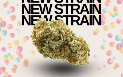 Runtz Punch (Indica 22.3%)