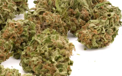 OG Kush (Hybrid | 23.2%)