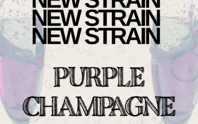 Purple Champagne (Sativa | 23.2%)